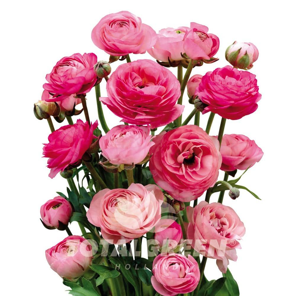 Pink Peony Ranunculus Plant Bulb Kit - Hercitys