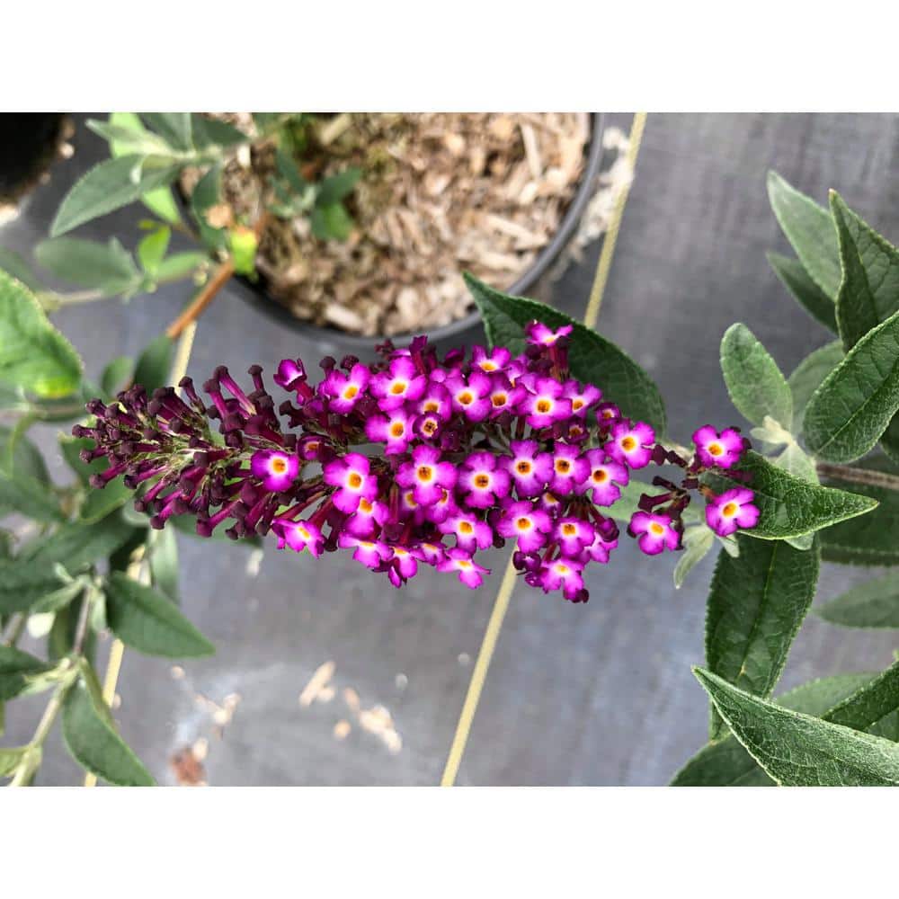 Jumbo Pint Blueberry Pie Butterfly Bush (Buddleia) Live Shrub, Rich Pink Flowers - Hercitys