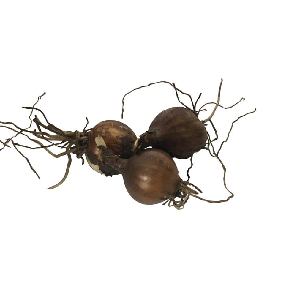 Red Surprise Lilies 3-Bulbs - Hercitys