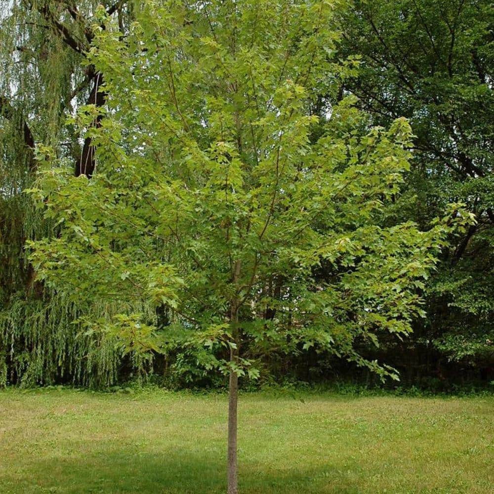 7 Gal. Autumn Blaze Maple Shade Tree - Hercitys