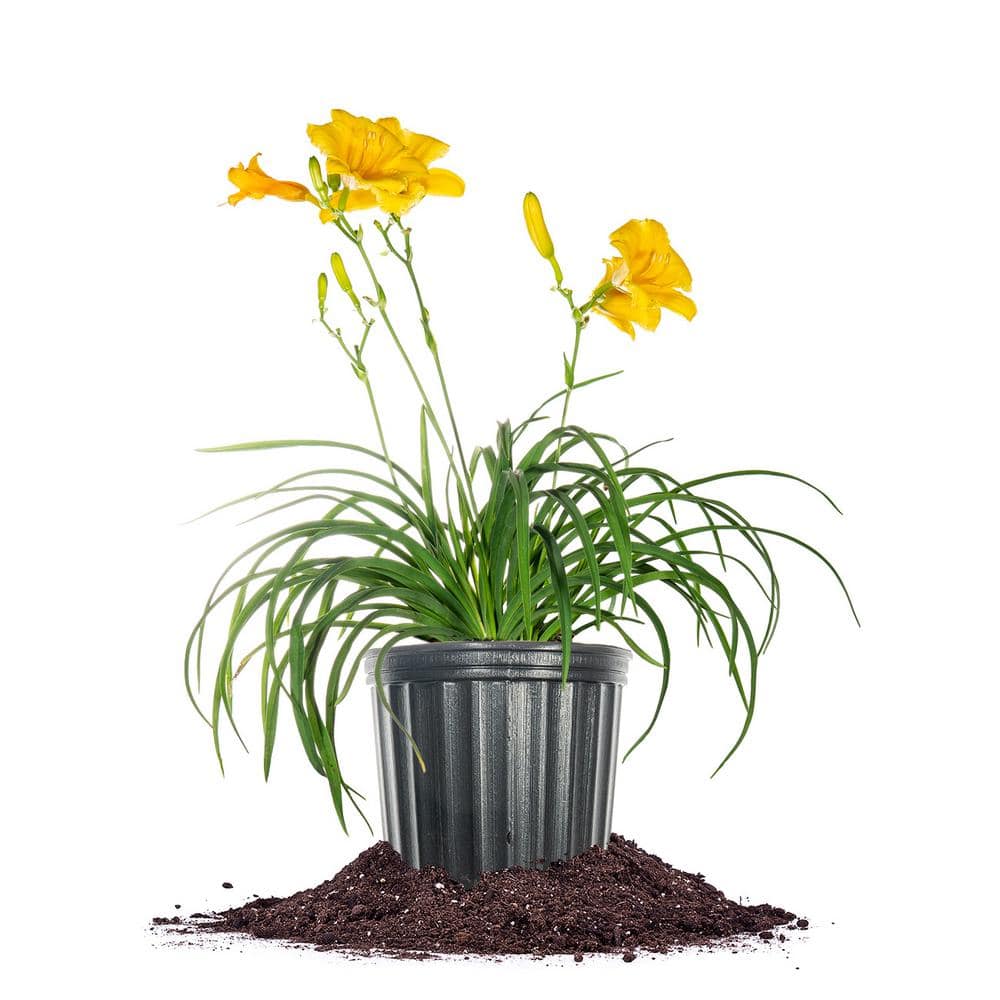 Reblooming Stella D’Oro Daylily Plant in 1 Gal. Grower’s Pot - Hercitys