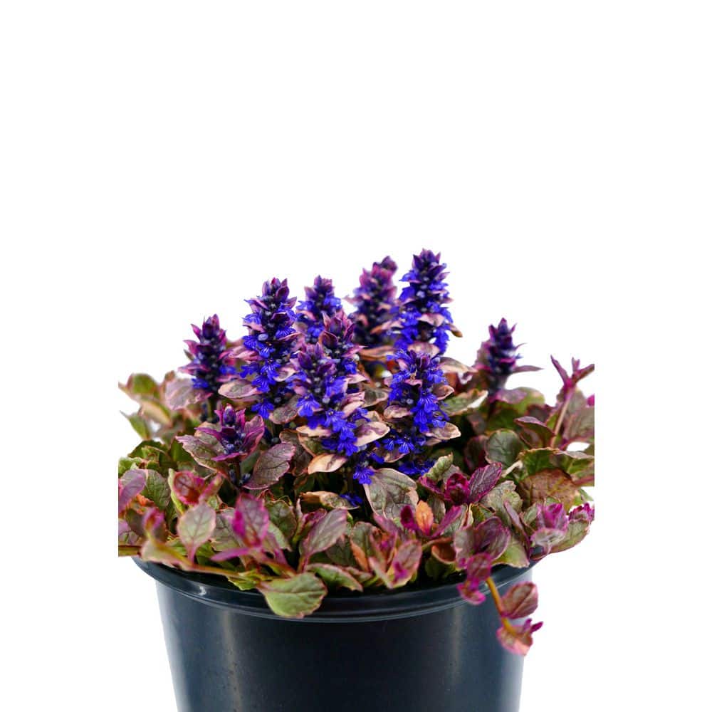 Perennial Ajuga Groundcover (306-Packs) - Hercitys