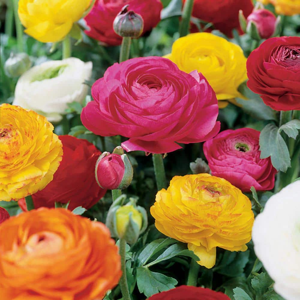 Butter Cups Ranunculus Double Blooming Mixed Set of 12 Bulbs - Hercitys
