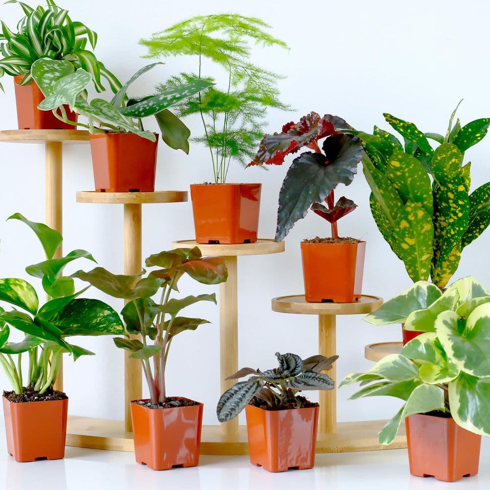 Easy Live House Plants (12 Pack), Clean Air Plant Pack, 2 in. Grower Pots, Popular Indoor Plants, Approx. 4 – 8 in. Tall - Hercitys