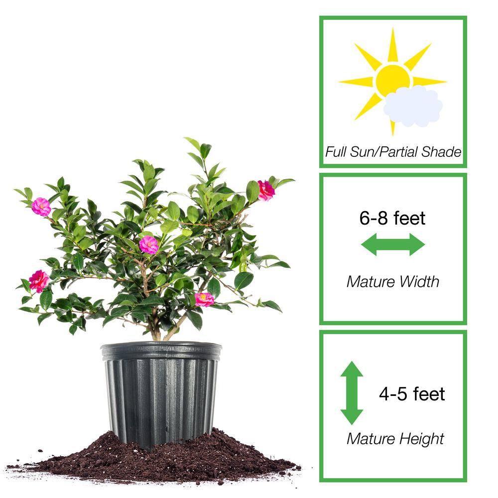 Shi Shi Camellia Shrub in 1 Gal. Grower’s Pot - Hercitys