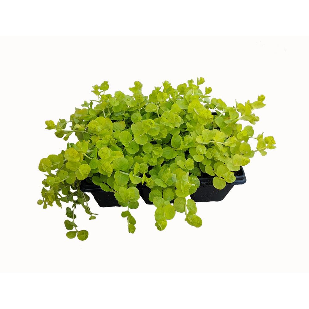 Perennial Lysimachia Groundcover (6-Pack) - Hercitys