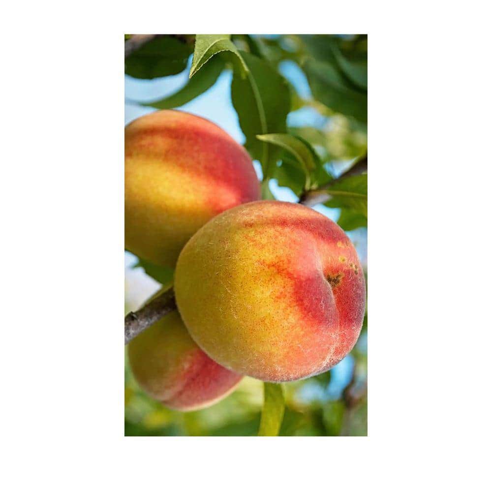 7 Gal. Belle of Georgia Peach Tree - Hercitys