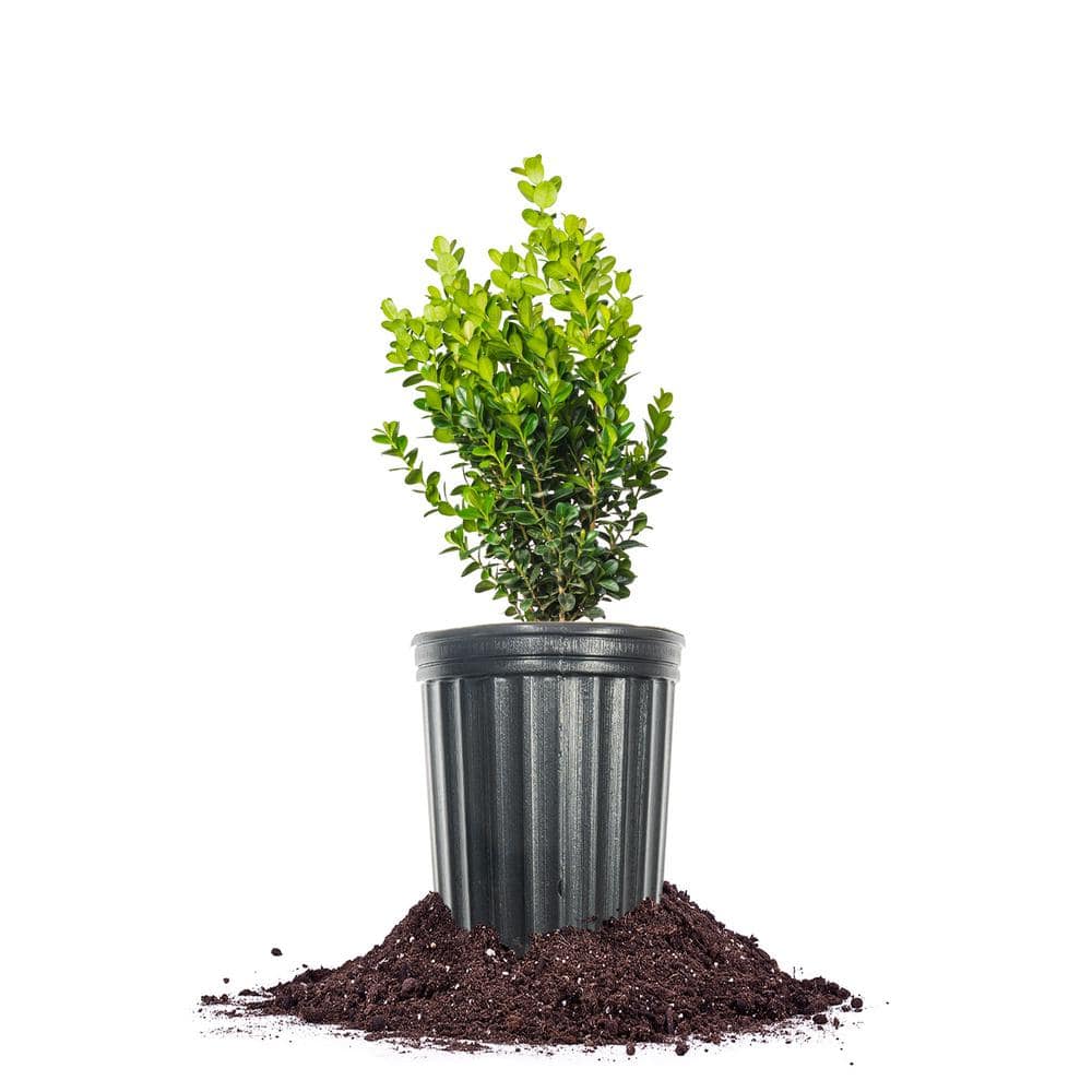 Newgen Freedom Boxwood Shrub in 1 Gal. Grower’s Pot - Hercitys