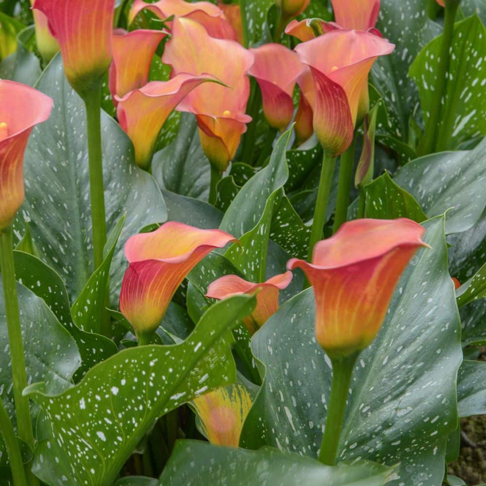 Calla Lily Qatar Bulb (3-Pack) - Hercitys