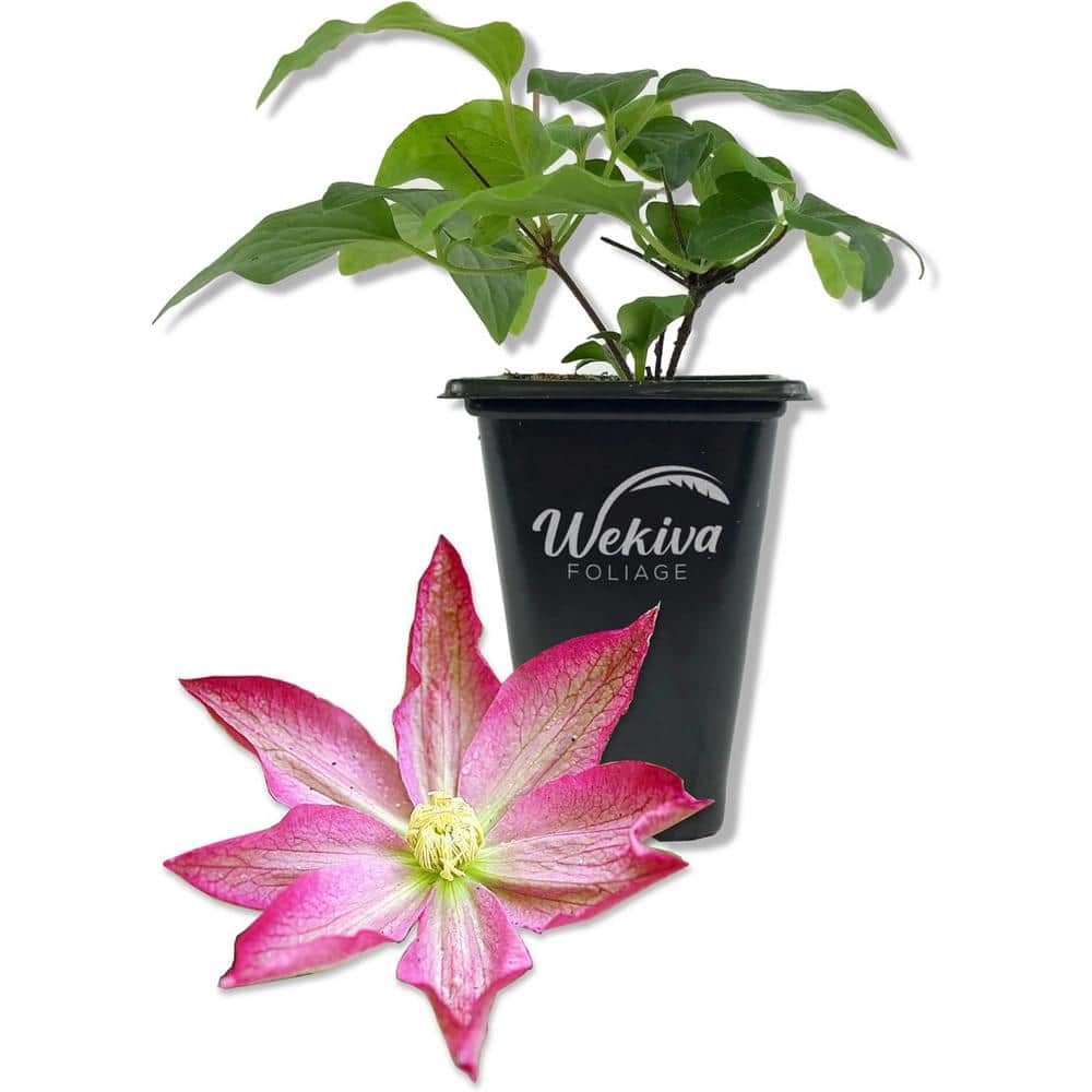 Clematis Asao-Live Starter Plant in a 2 Inch Growers Pot-Starter Plants-Bold and Beautiful Flowering Vine - Hercitys