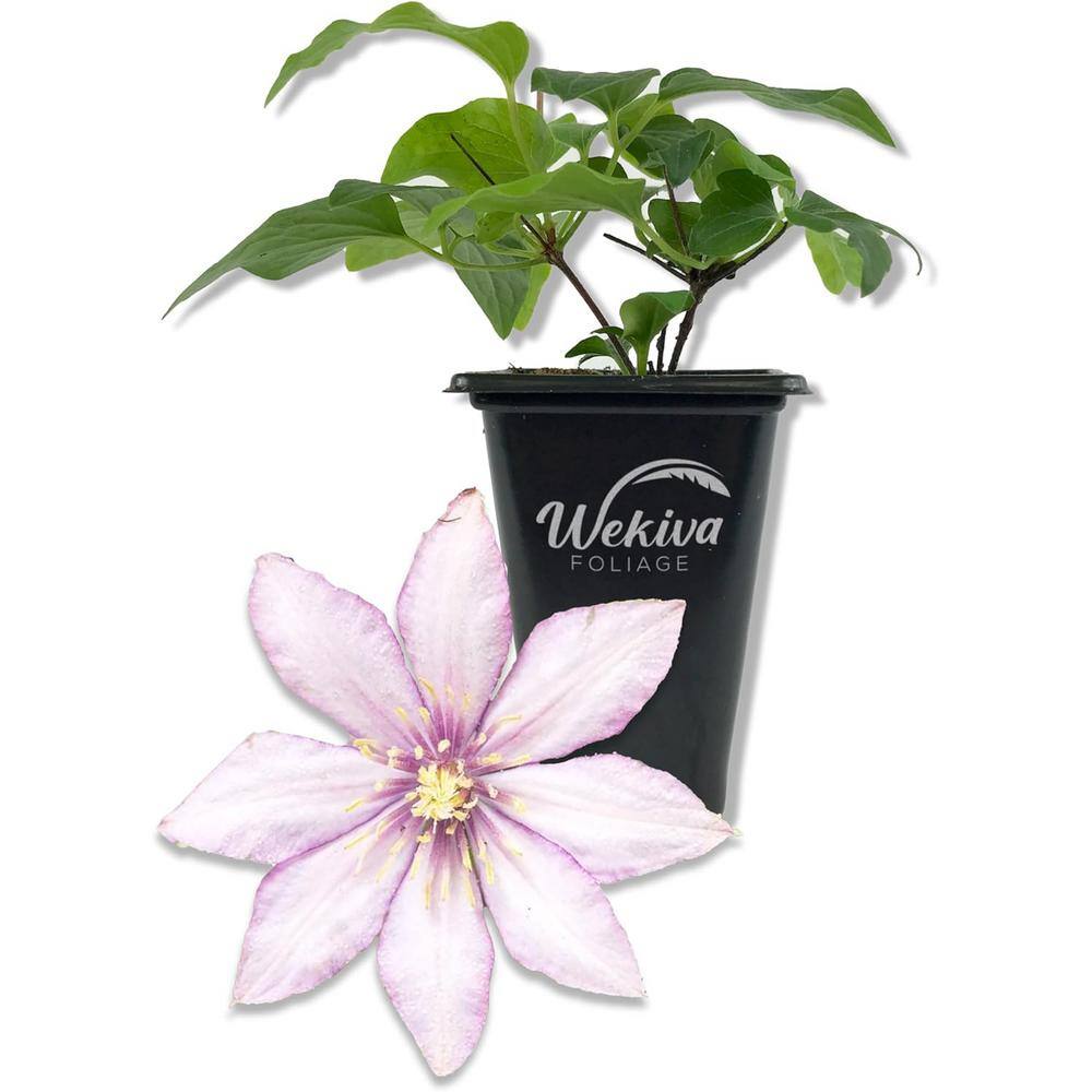 Clematis Samaritan Jo-Live Starter Plant in a 2 Inch Growers Pot-Starter Plants Ready for The Garden - Hercitys
