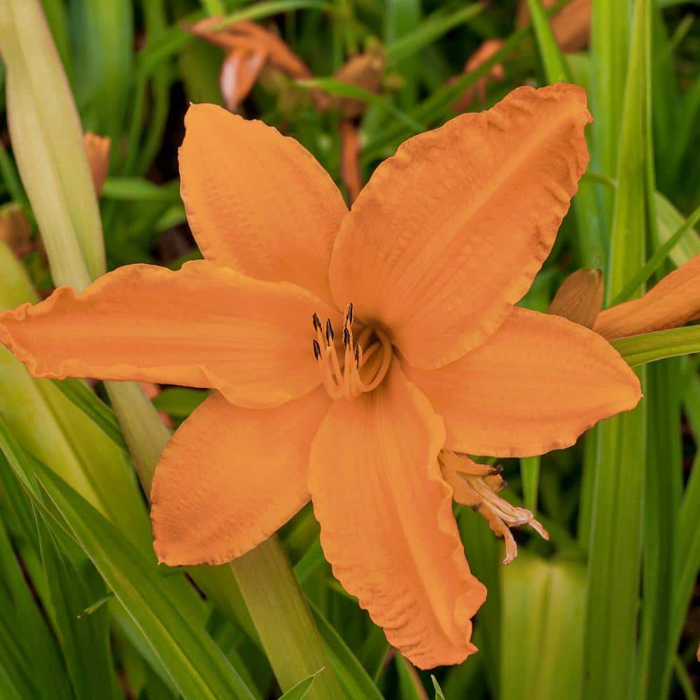 Bareroot Daylily Orange Monarch Perennial Plant with Orange Flowers (3-Pack) - Hercitys