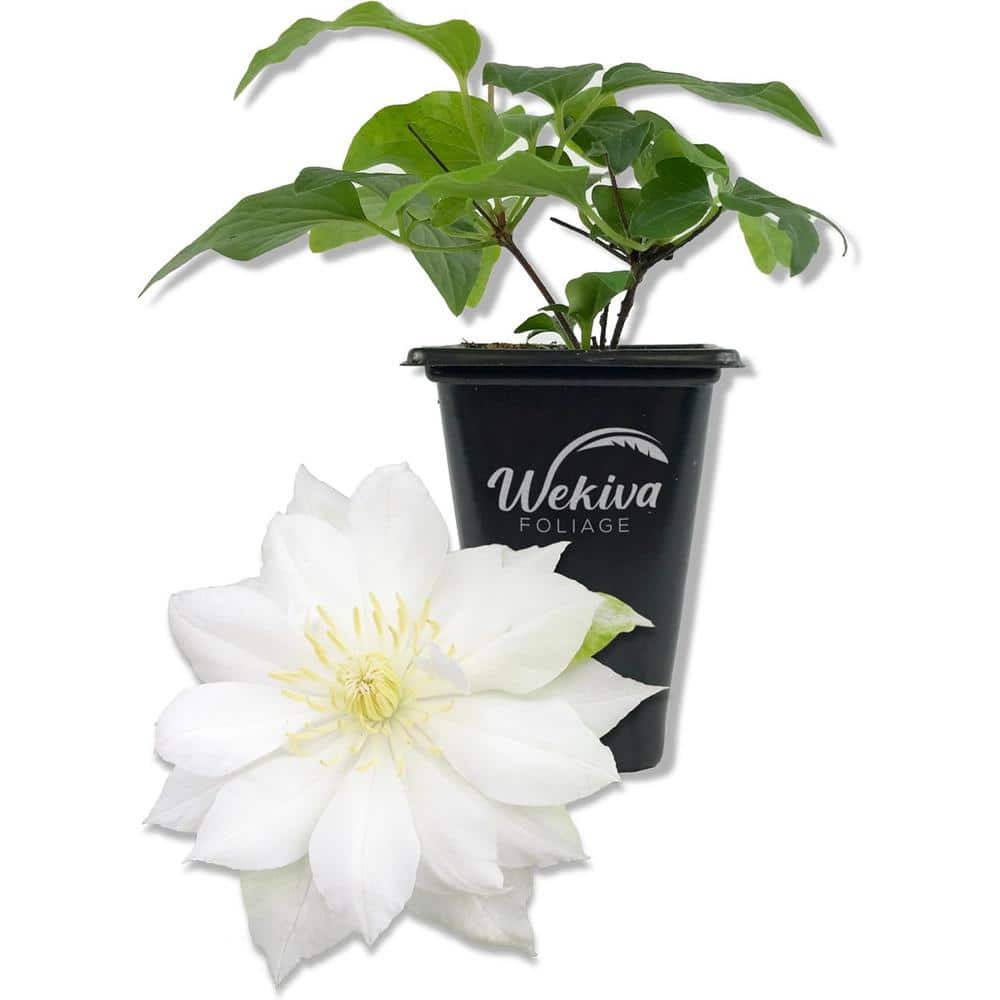 Clematis Duchess of Edinburgh-Live Starter Plant in a 2 in. Pot-Starter Plants for The Garden-For Collectors - Hercitys