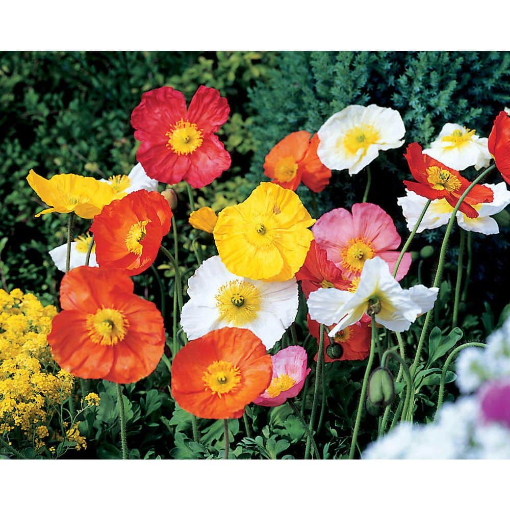 Perennial Papaver nudicaule Spring Fever 1.0 qt. (4-Pack) - Hercitys