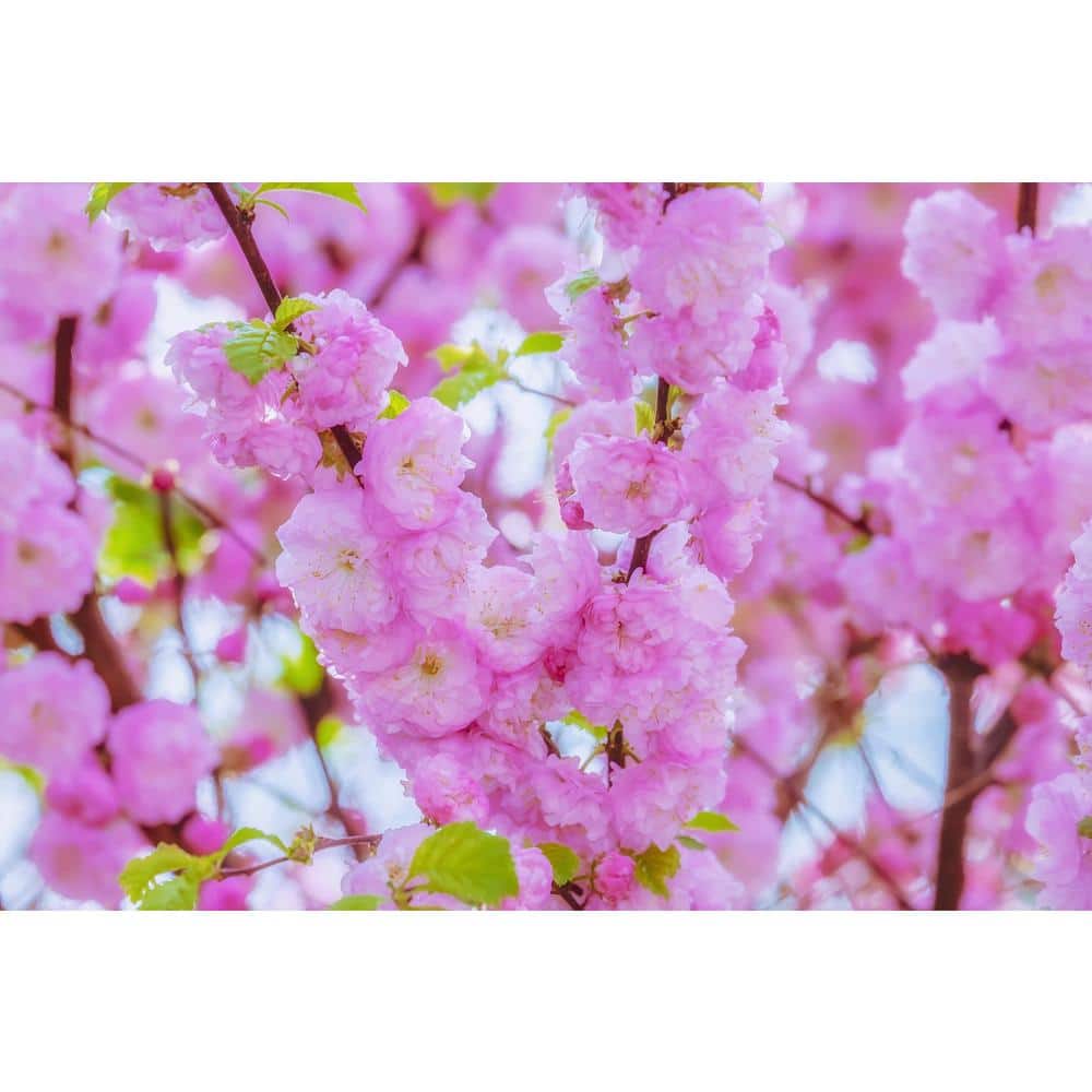 Shogetsu Cherry Blossom Tree (Bare Root, 3 ft. to 4 ft. Tall) - Hercitys