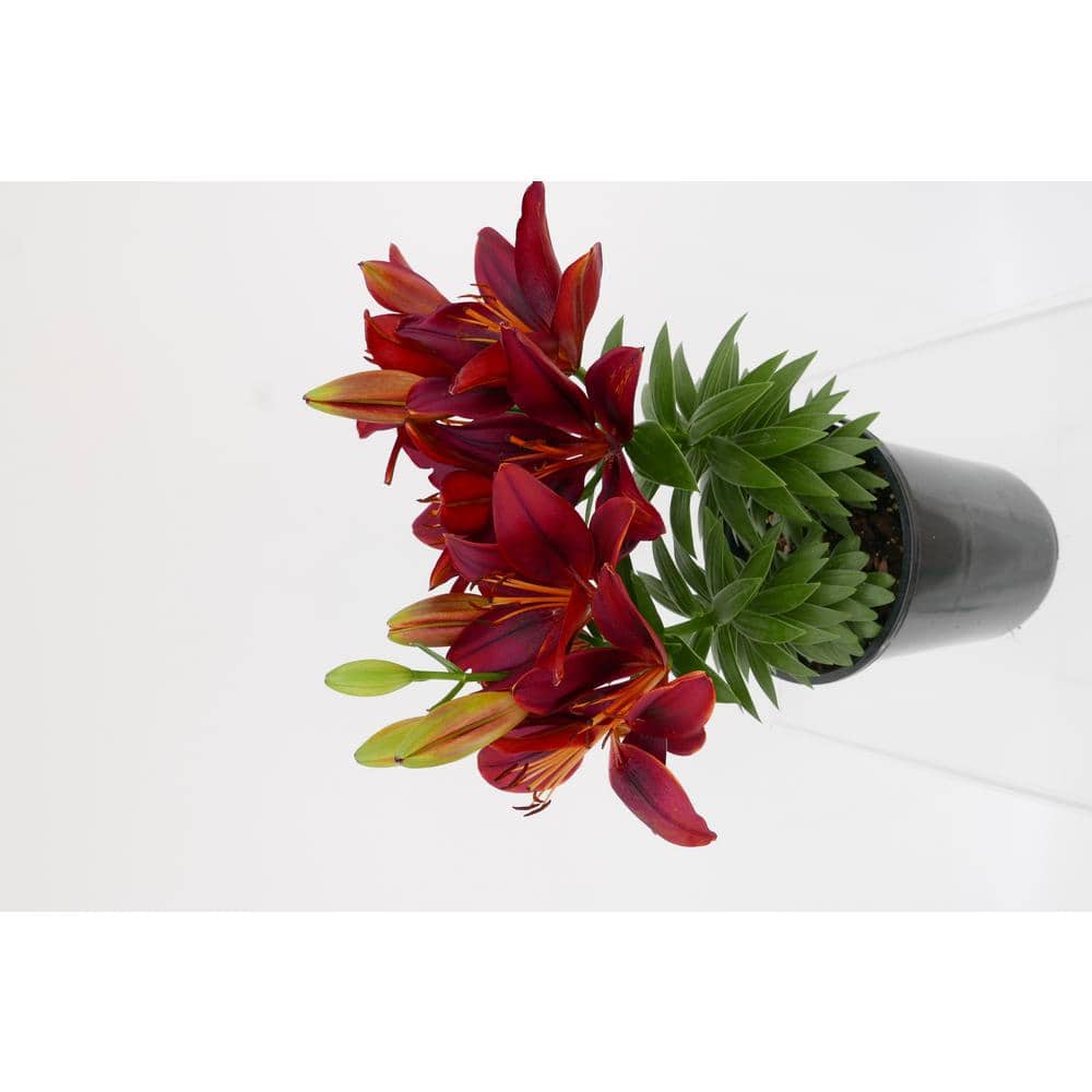Perennial Asiatic Lily Red 2.5 Qt. 4-Pack - Hercitys