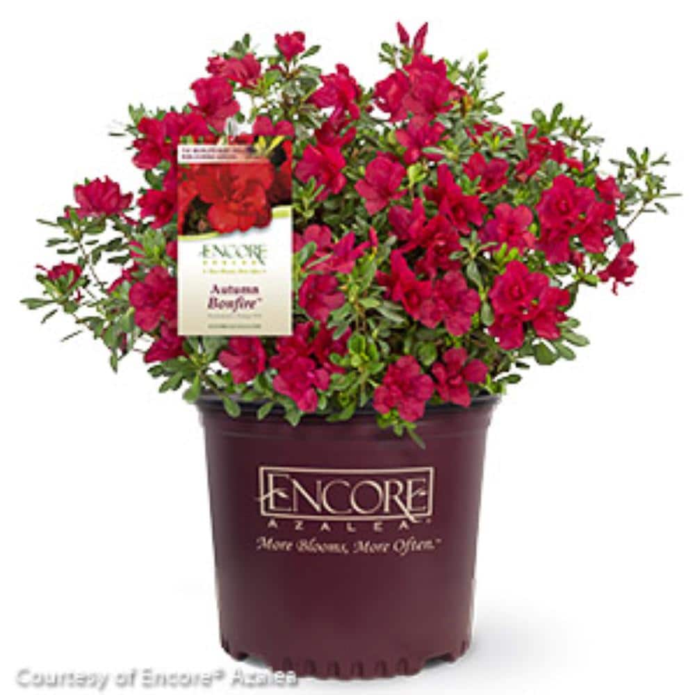 Azalea Encore Autumn Bonfire 3 Gal. Azalea Shrub with True Red Reblooming Flowers - Hercitys