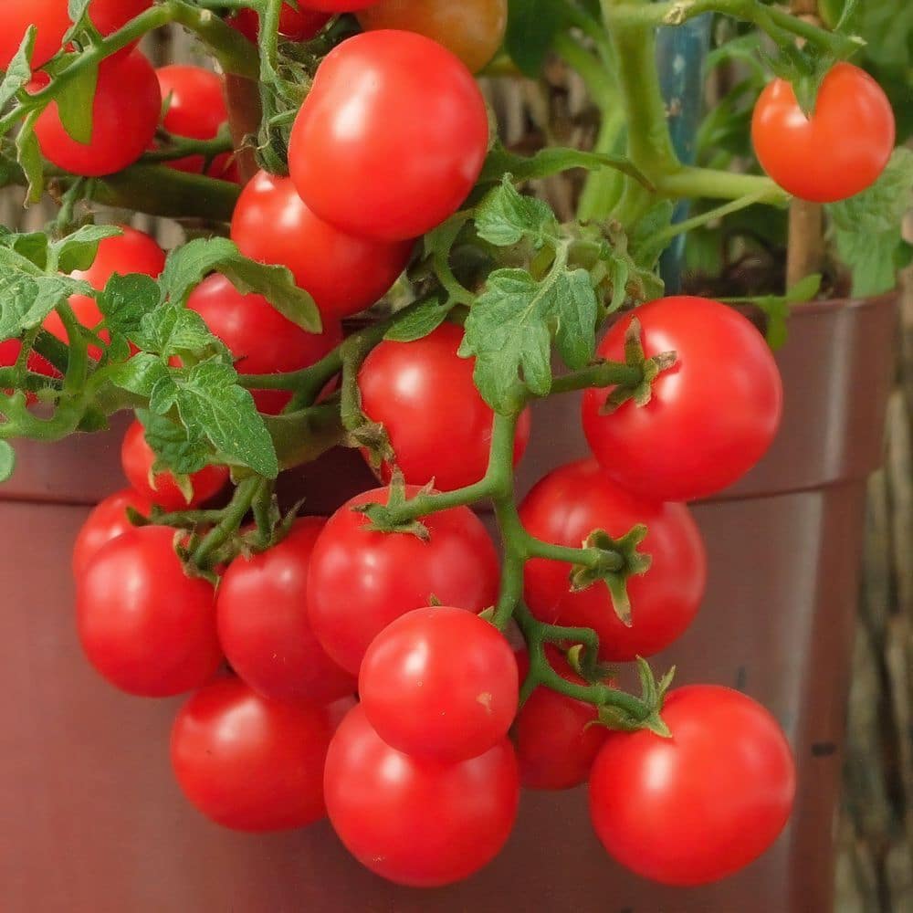 6.1 in. Mini Tomato Healthy Seed Grow Kit - Hercitys