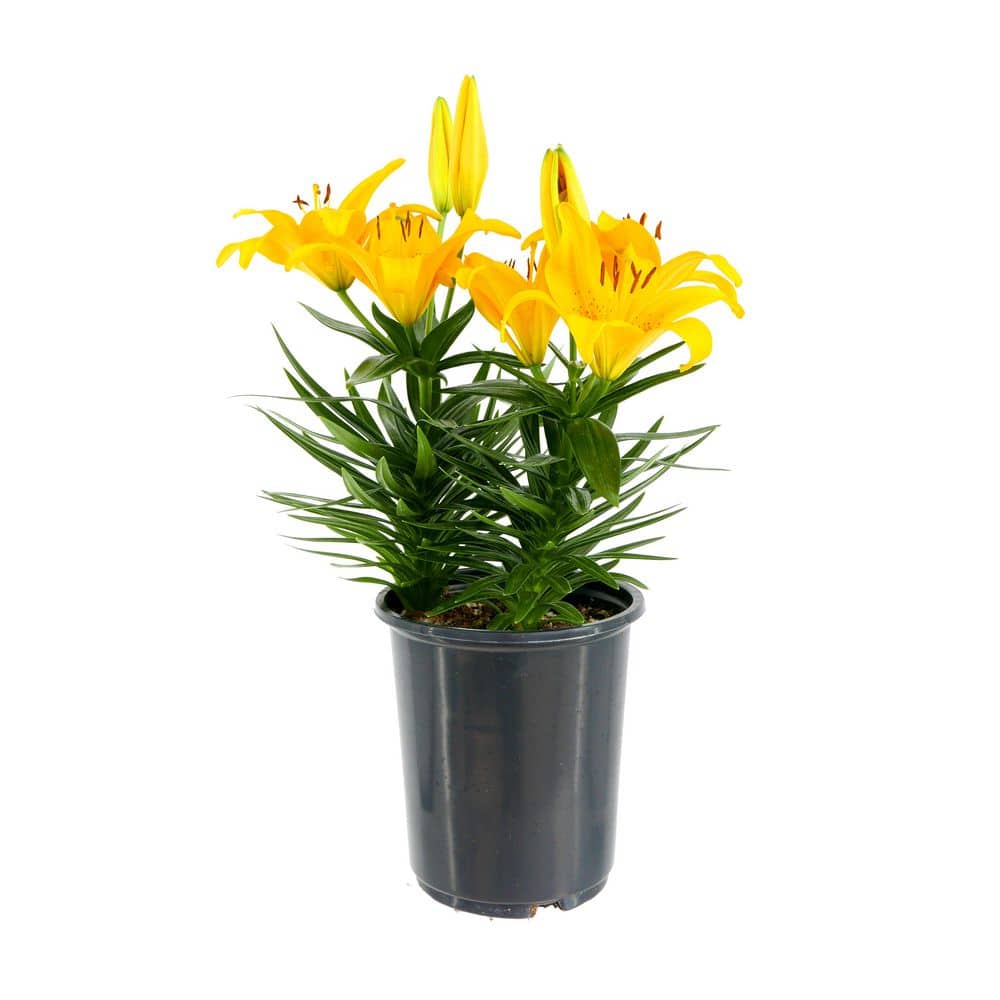 Perennial Asiatic Lily Yellow 2.5 Qt. - Hercitys