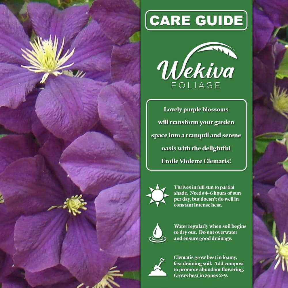 Clematis Etoile Violette-Live Starter Plant in a 2 Inch Growers Pot-Starter Plants-Rare Clematis for Collectors - Hercitys