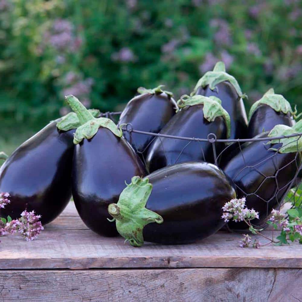 Eggplant Midnight Queen Hybrid (30 Seed Packet) - Hercitys