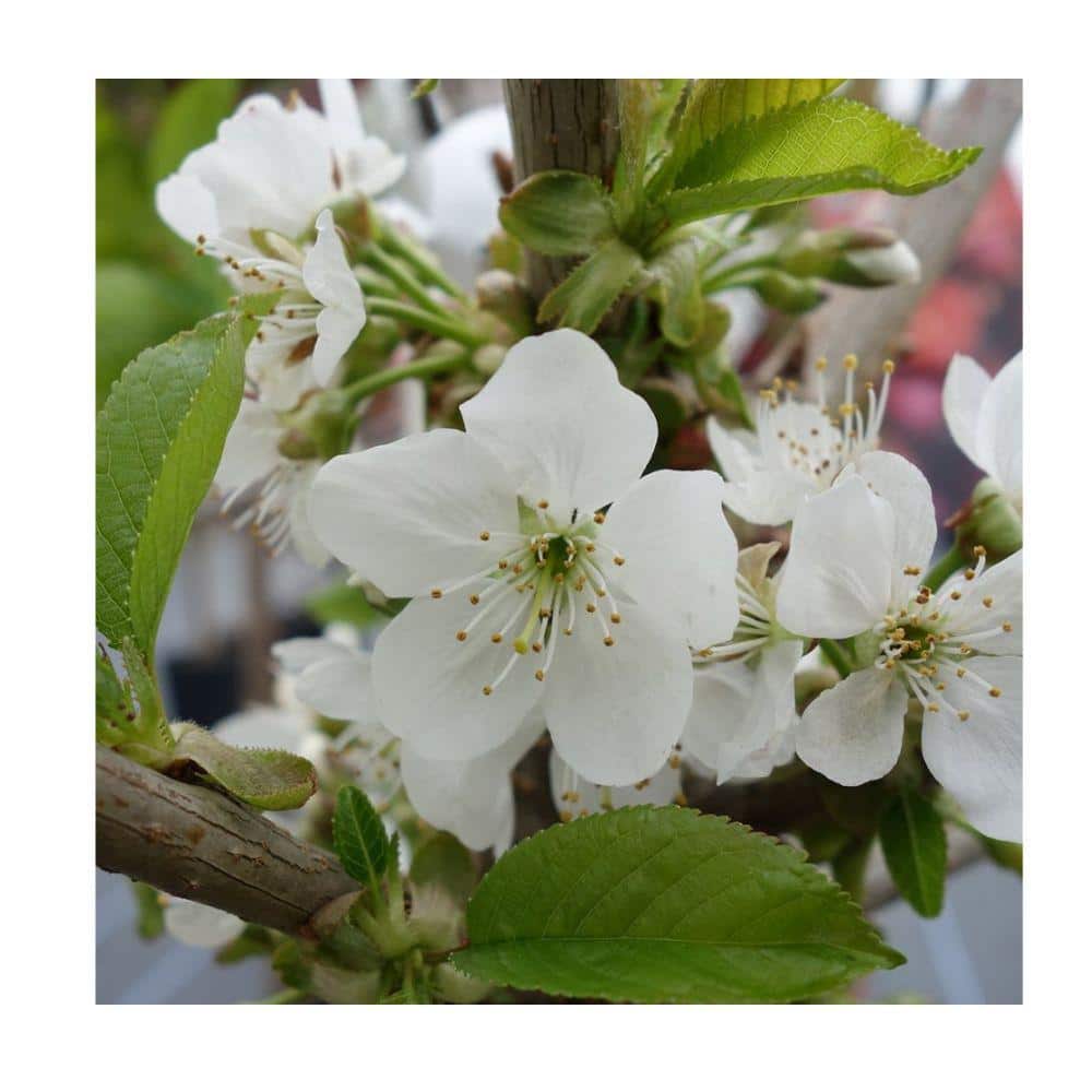 7 Gal. North Star Cherry Tree - Hercitys