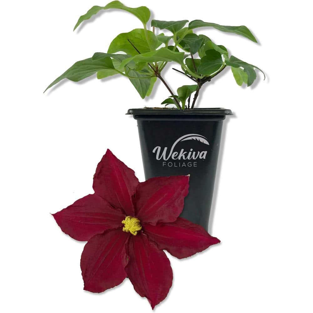 Clematis Rosemoor-Live Starter Plant in a 2 Inch Growers Pot-Starter Plants Ready for The Garden - Hercitys