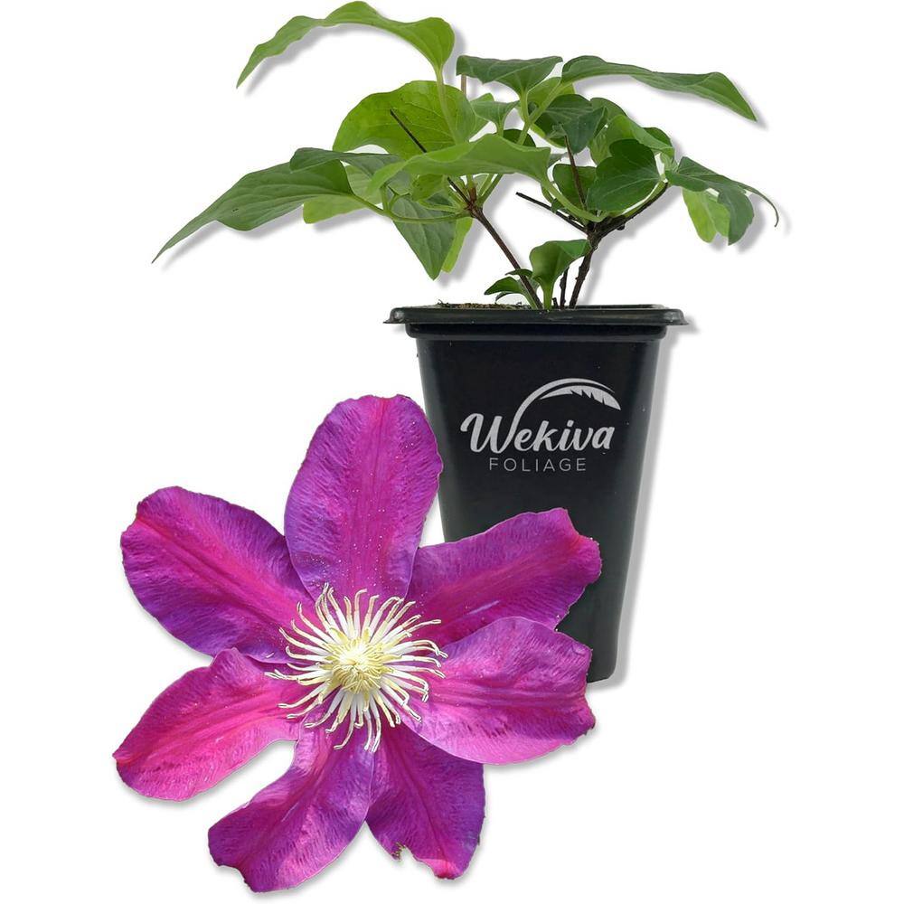 Clematis Sunset-Live Starter Plant in a 2 Inch Growers Pot-Starter Plants Ready for The Garden - Hercitys