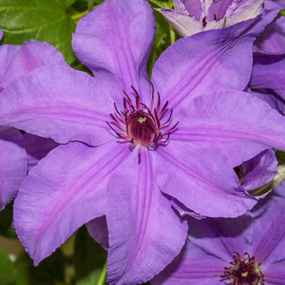 Ilka Purple Flowering Clematis Vine Bare Root Perennial Starter Plant (1-Pack) - Hercitys
