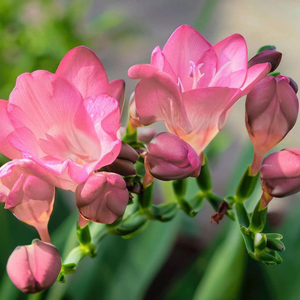 Freesia Pink Shades Bulbs (10-Pack) - Hercitys