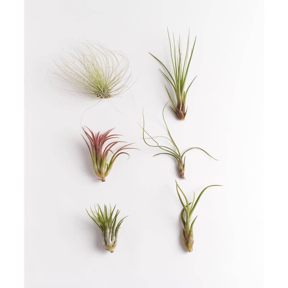 Unique Air Plant (6-Pack) - Hercitys