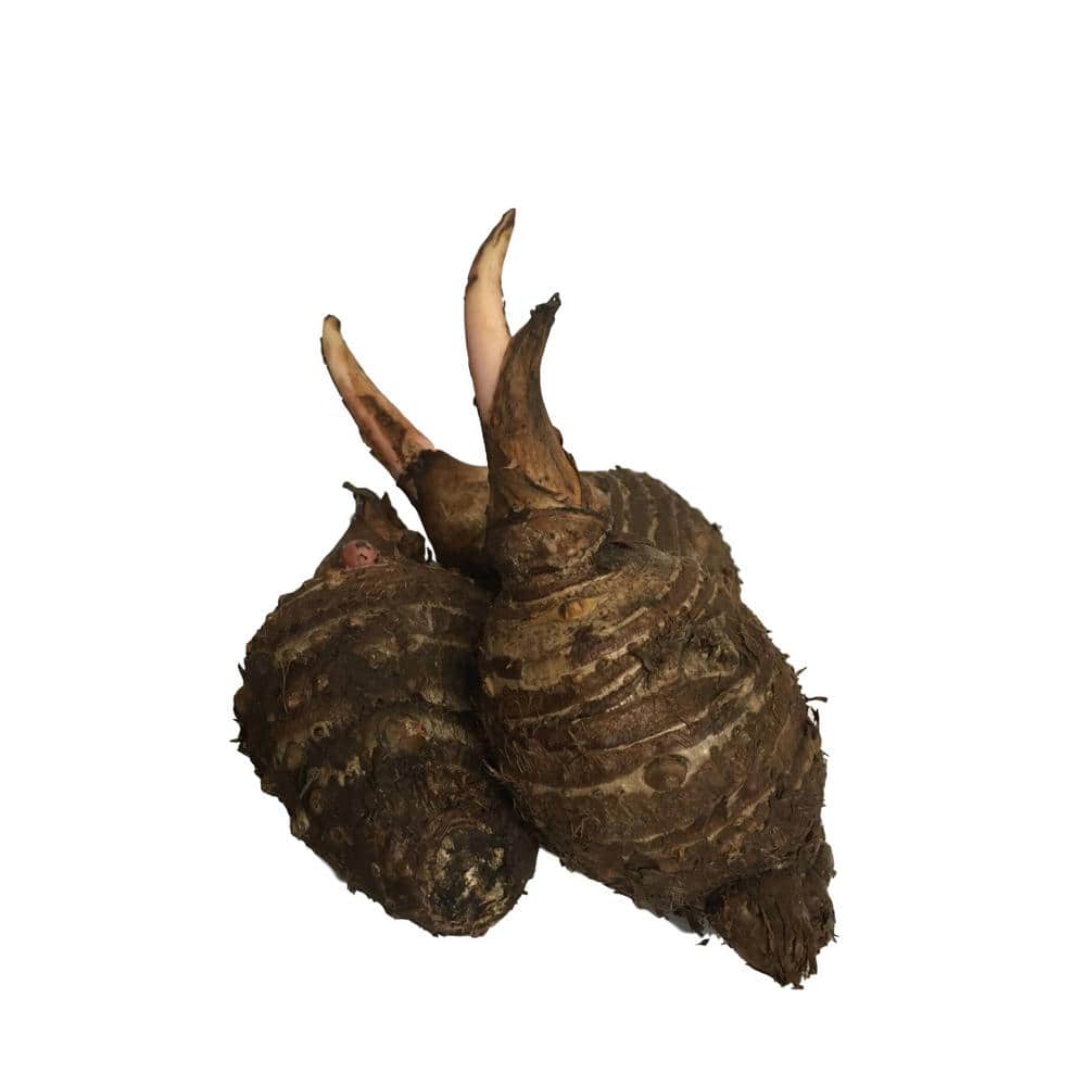 Elephant Ear Bulbs 3 Large Bulbs - Hercitys