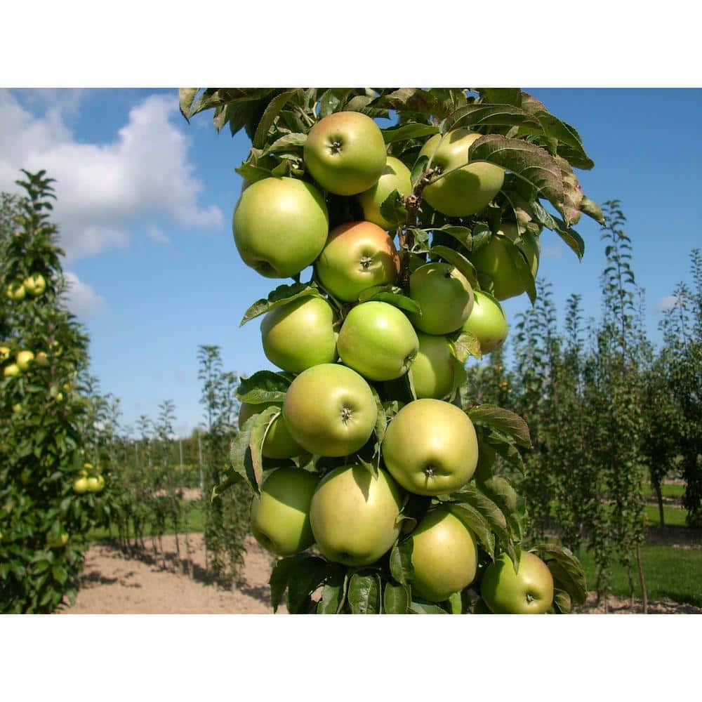 Golden Sentinel Limbless Apple Tree (Bare-Root, 2 ft. to 3 ft. Tall, 2-Years Old) - Hercitys