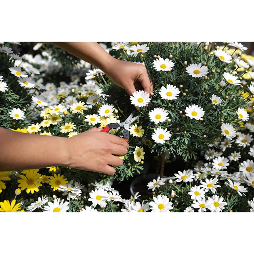 F300 7.5 in. Floral and Harvest Snip Pruning Shears, Stainless Steel Blade - Hercitys