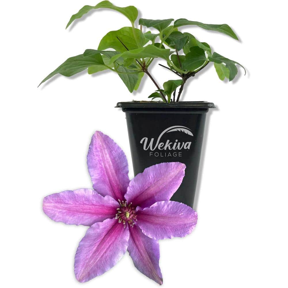 Clematis Tumaini -Live Starter Plant in a 2 Inch Growers Pot-Starter Plants Ready for The Garden-For Collectors - Hercitys