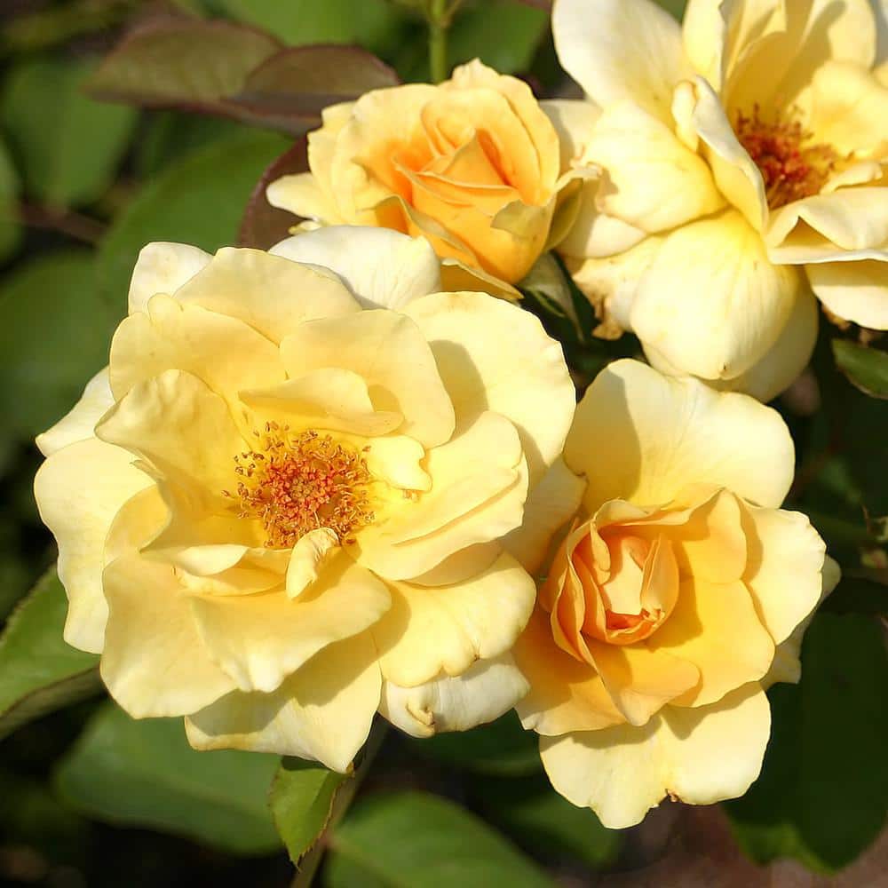 Bare Root Yellow Rose Plant with Blooms - Hercitys