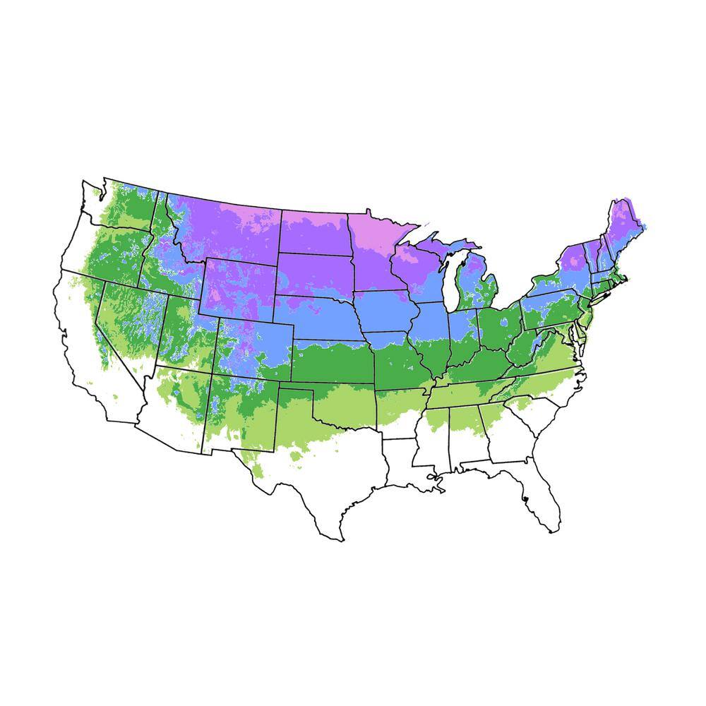 7 Gal. Semi-Dwarf McIntosh Apple Tree - Hercitys