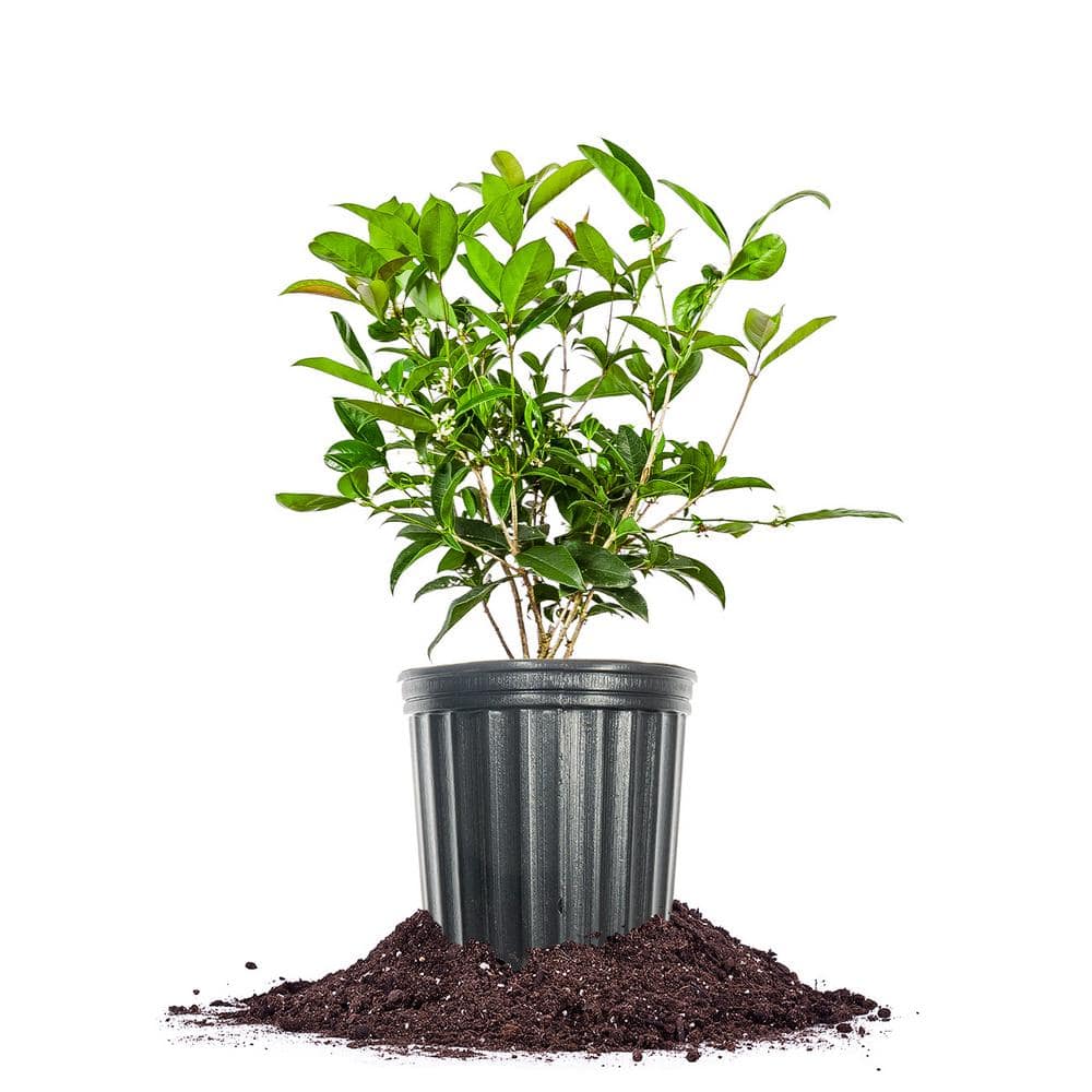Evergreen Tea Olive Shrub in 1 Gal. Grower’s Pot - Hercitys