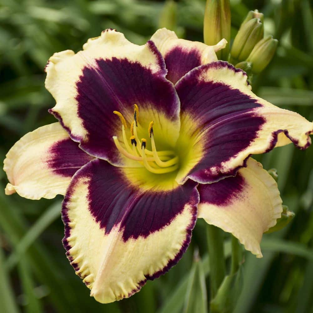 Bare Root Daylily Inkheart (3-Pack) - Hercitys