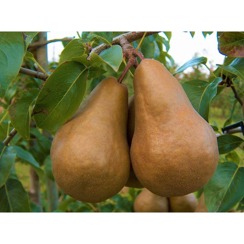 Dwarf Bosc Pear Tree – Sweet and Hardy Cinnamon Brown Pears (Bare-Root, 3 ft. to 4 ft. Tall, 2-Years Old) - Hercitys
