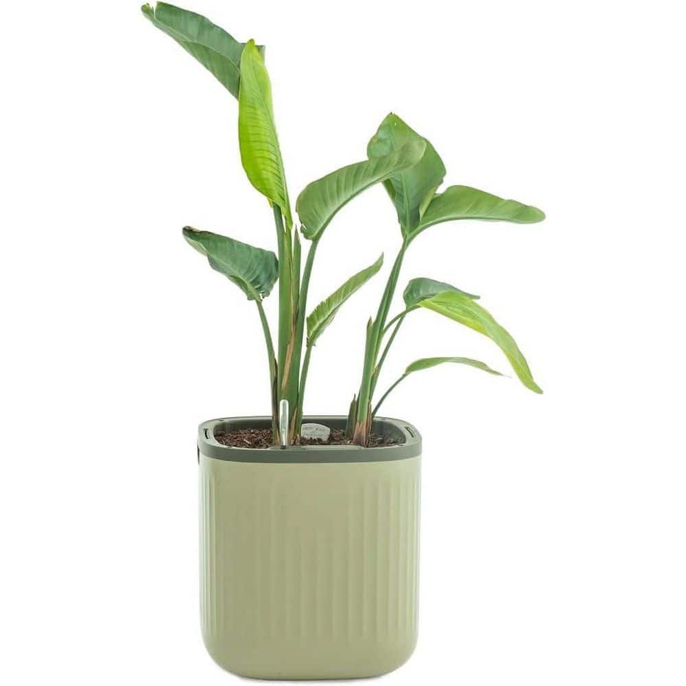 Self Watering Plastic Pots Planters with Water Gauge for Effortless Indoor Plants Sage Green - Hercitys