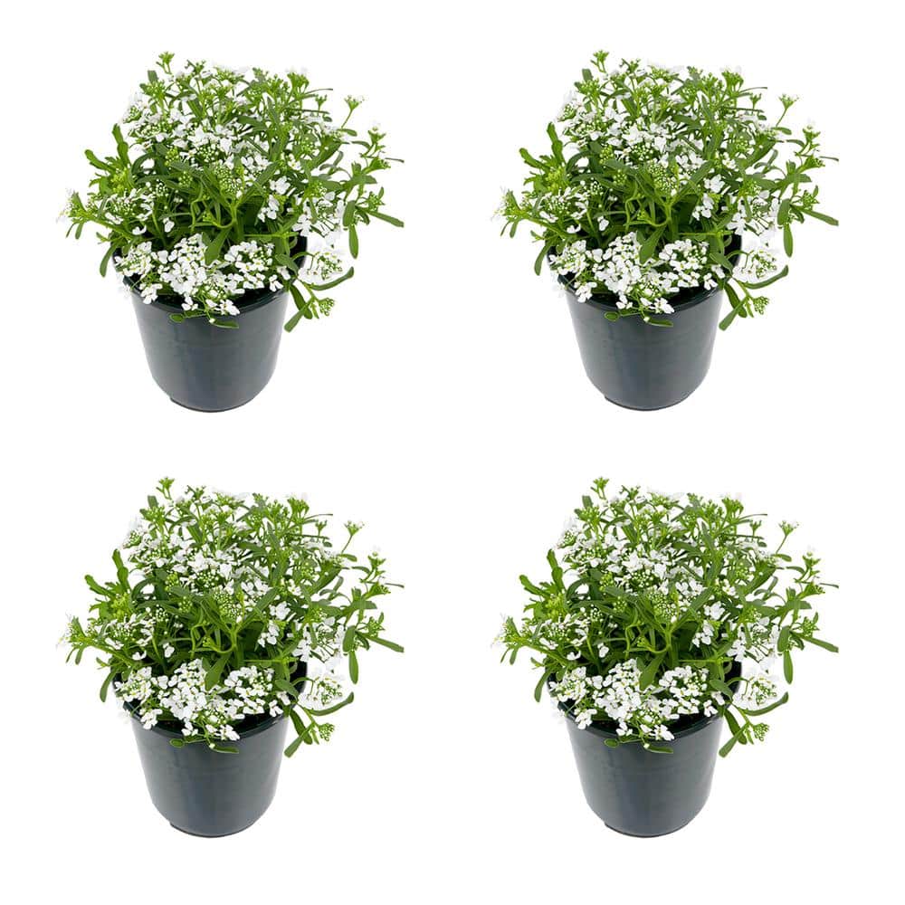 Perennial Iberis White 2.5 Qt. – 4-Pack - Hercitys