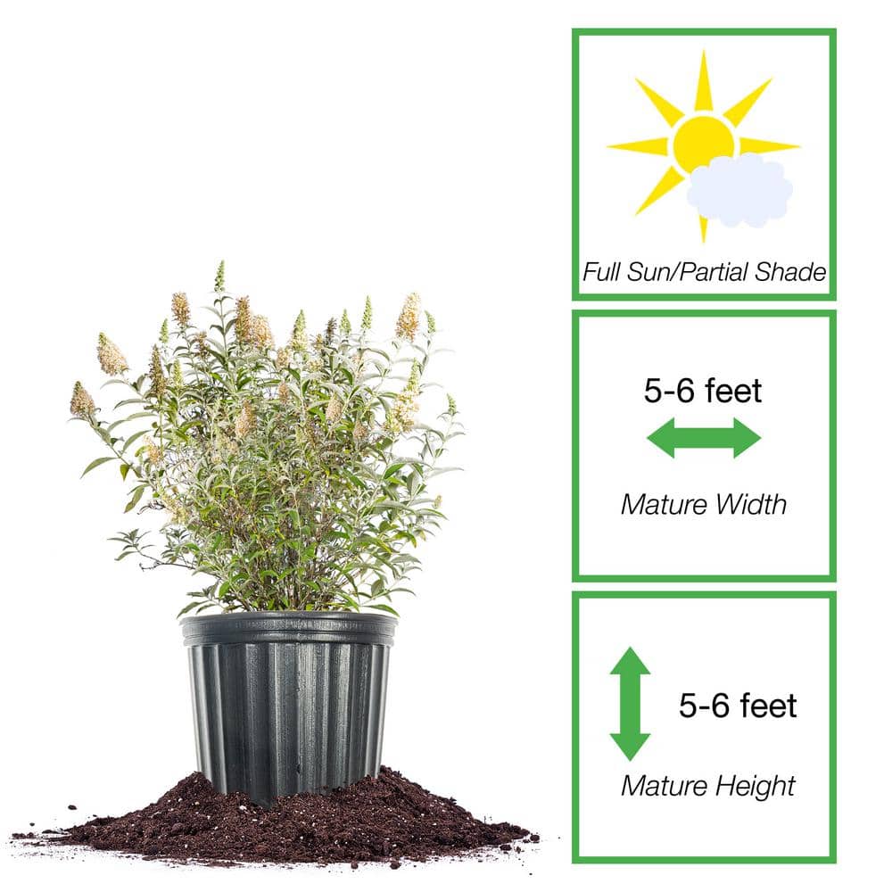 White Profusion Butterfly Bush 3 Gal. Growers Pot, Fragrant White Flowering Plant - Hercitys