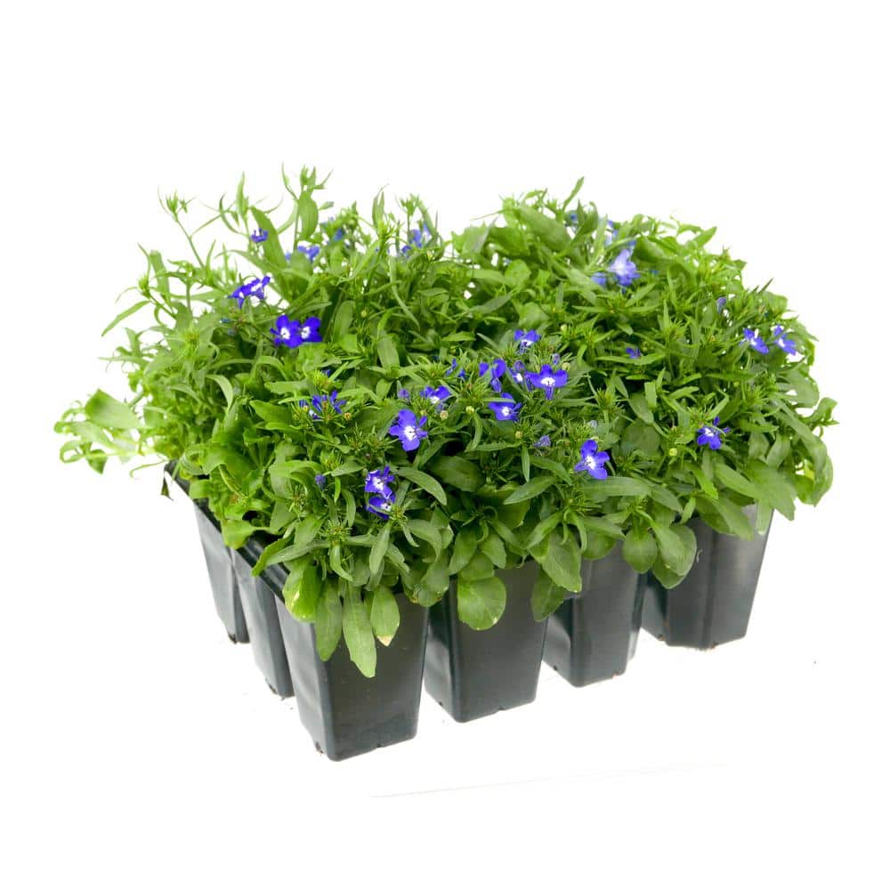 Annual Lobelia Blue 212PK – 1 Pack - Hercitys