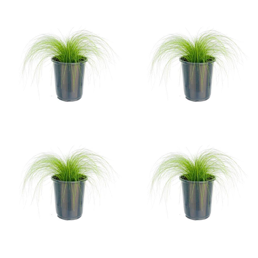 Perennial Grass Stipa Pony Tails 2.5 qt. (4-Pack) - Hercitys