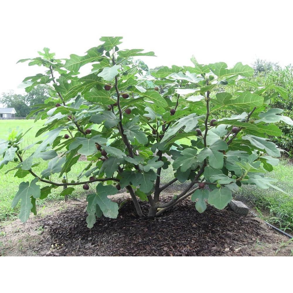 Chicago Hardy Fig Tree-Live Plant in a 2 in. Pot-Ficus Carica-Edible Fruit Tree for The Patio and Garden - Hercitys