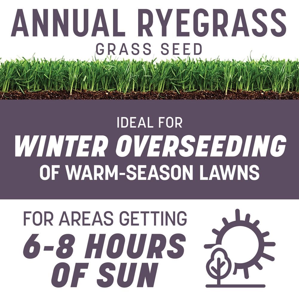 Annual Ryegrass 25 lb. 5,000 sq. ft. Grass Seed - Hercitys