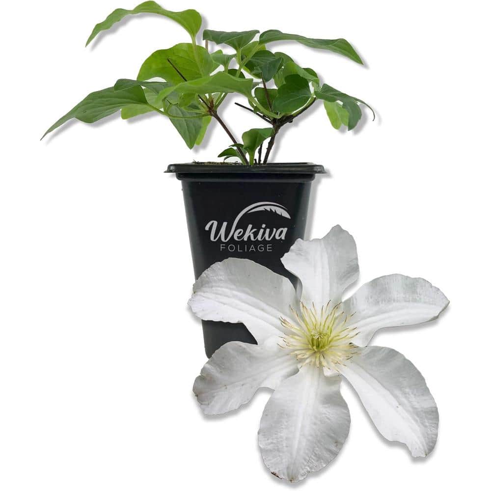 Clematis John Huxtable-Live Starter Plant in a 2 Inch Growers Pot-Starter Plants Ready for The Garden - Hercitys