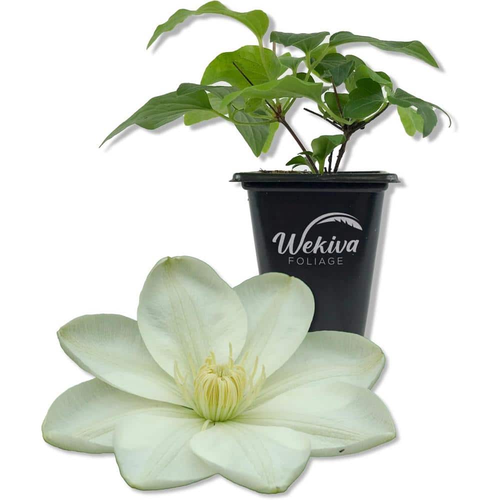 Clematis Guernsey Cream-Live Starter Plant in a 2 in. Growers Pot-Starter Plants for The Garden-Rare Clematis - Hercitys