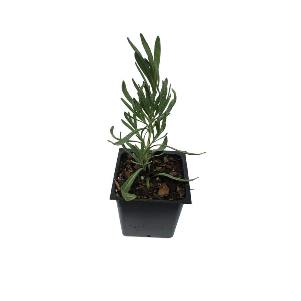 Lavender French Provence Plant in a 4 in. Container - Hercitys
